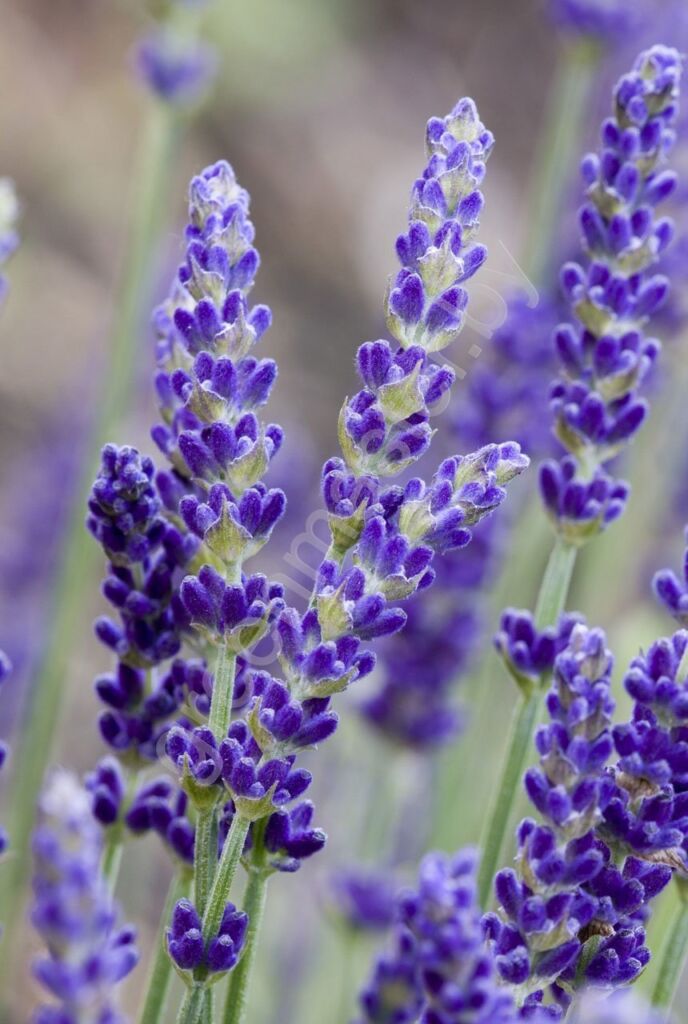 Лаванда узколистная (Lavandula angustifolia)