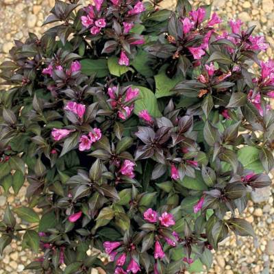 Вейгела цветущая Минор Блэк (Weigela florida ‘Minor Black’ PBR)