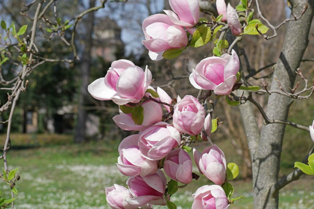 Магнолия Суланжа (Magnolia soulangeana)