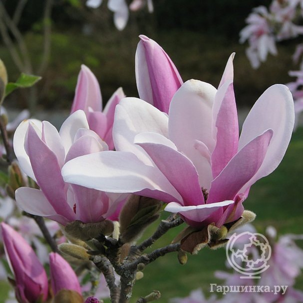 Магнолия Джордж Генри Керн (Magnolia ‘George Henry Kern’)