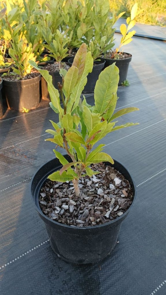 Магнолия звёздчатая 'Роял Стар' – Magnolia stellata 'Royal Star'