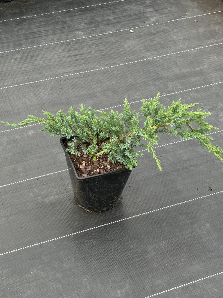 Можжевельник чешуйчатый 'Блю Карпет' – Juniperus squamata 'Blue Carpet'