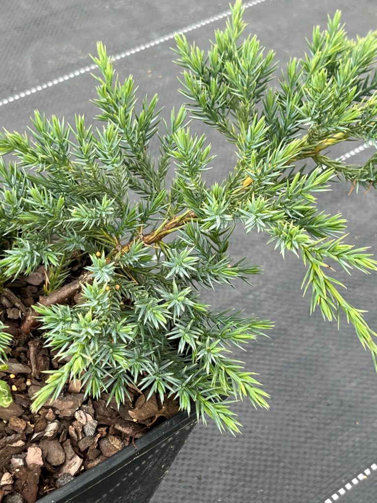 Можжевельник чешуйчатый 'Блю Карпет' – Juniperus squamata 'Blue Carpet'