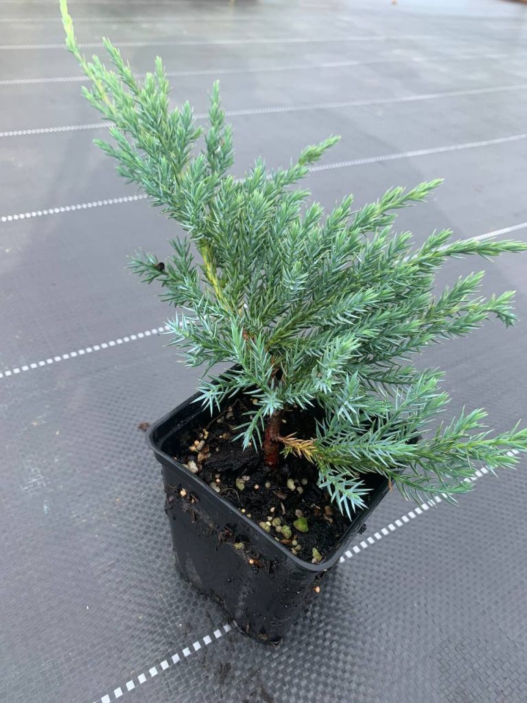 Можжевельник чешуйчатый 'Блю Карпет' – Juniperus squamata 'Blue Carpet'