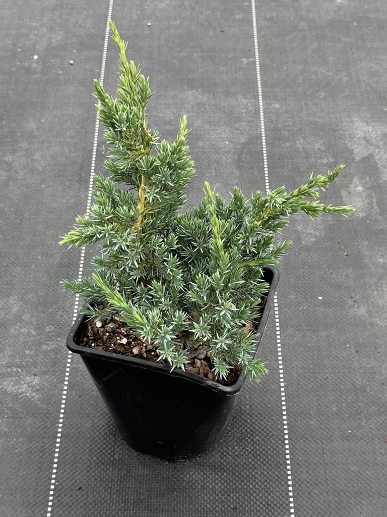 Можжевельник чешуйчатый 'Блю Компакт' – Juniperus squamata 'Blue Compact'
