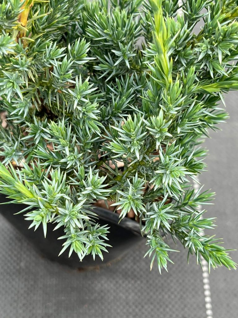 Можжевельник чешуйчатый 'Блю Компакт' – Juniperus squamata 'Blue Compact'