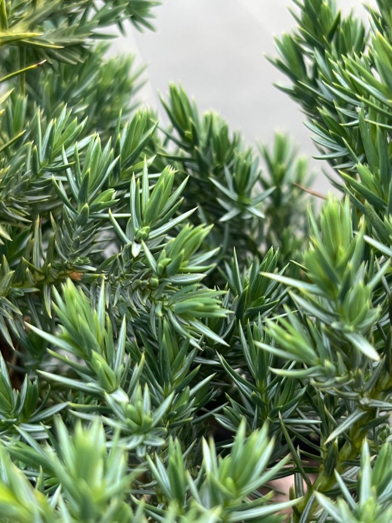 Можжевельник чешуйчатый 'Блю Компакт' – Juniperus squamata 'Blue Compact'