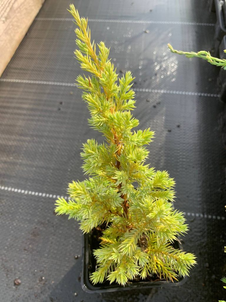 Можжевельник чешуйчатый 'Холгер' – Juniperus squamata 'Holger'