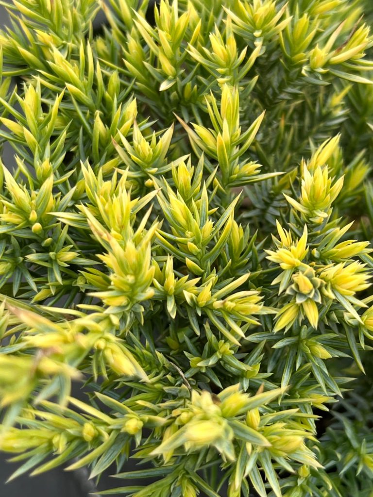Можжевельник чешуйчатый 'Холгер' – Juniperus squamata 'Holger'