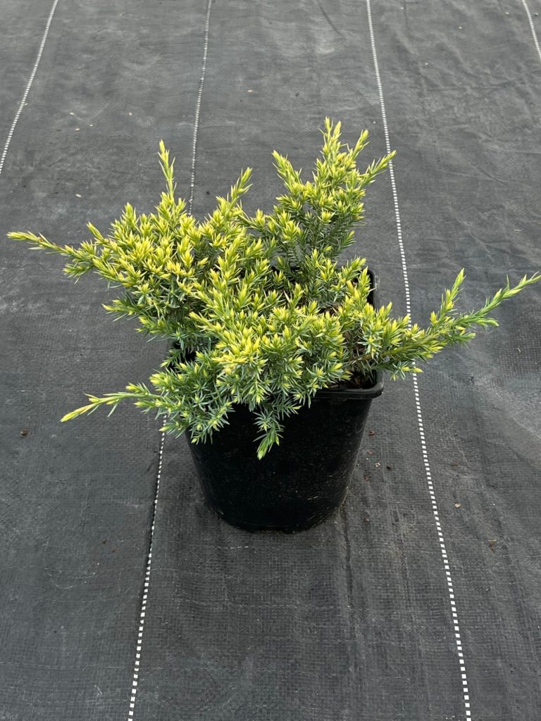 Можжевельник чешуйчатый 'Холгер' – Juniperus squamata 'Holger'