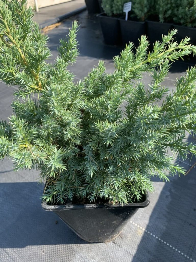 Juniperus squamata 'Hunnetorp' – Можжевельник чешуйчатый 'Хуннеторп'
