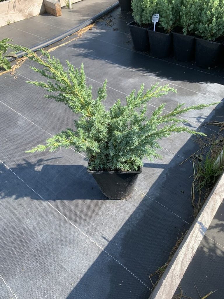 Juniperus squamata 'Hunnetorp' – Можжевельник чешуйчатый 'Хуннеторп'