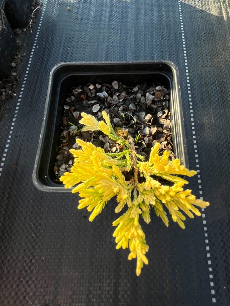Juniperus hor. 'Golden Carpet' – Можжевельник горизонтальный 'Голден Карпет'