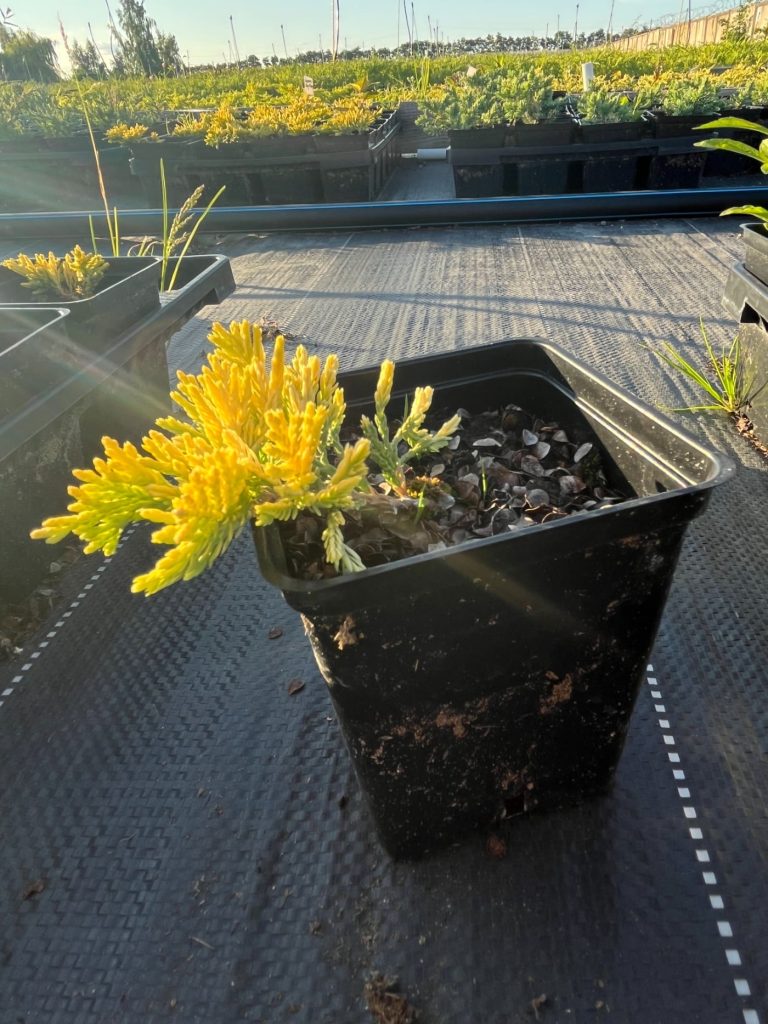 Juniperus hor. 'Golden Carpet' – Можжевельник горизонтальный 'Голден Карпет'