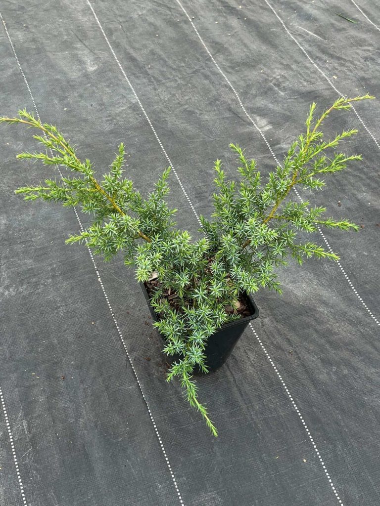Juniperus chin. 'Blue Alps' – Можжевельник китайский 'Блю Альпс'