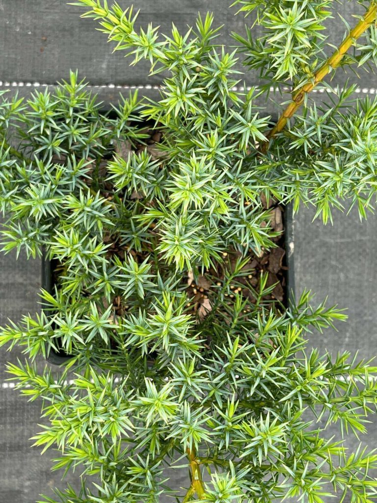 Juniperus chin. 'Blue Alps' – Можжевельник китайский 'Блю Альпс'