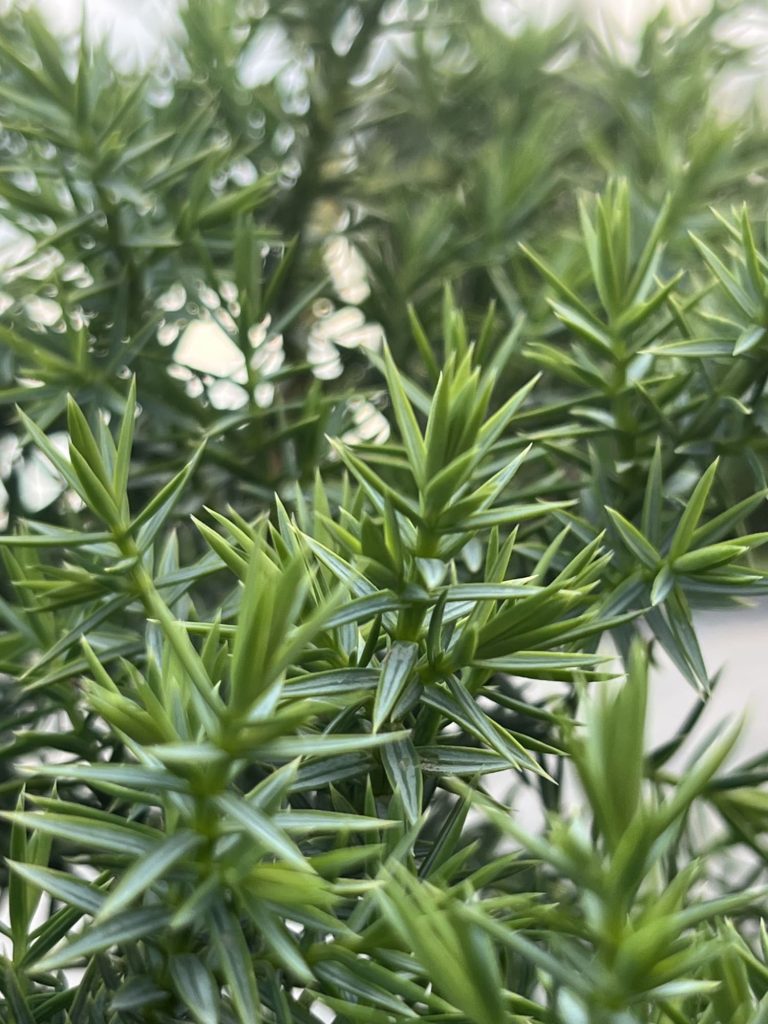 Juniperus chin. 'Blue Alps' – Можжевельник китайский 'Блю Альпс'
