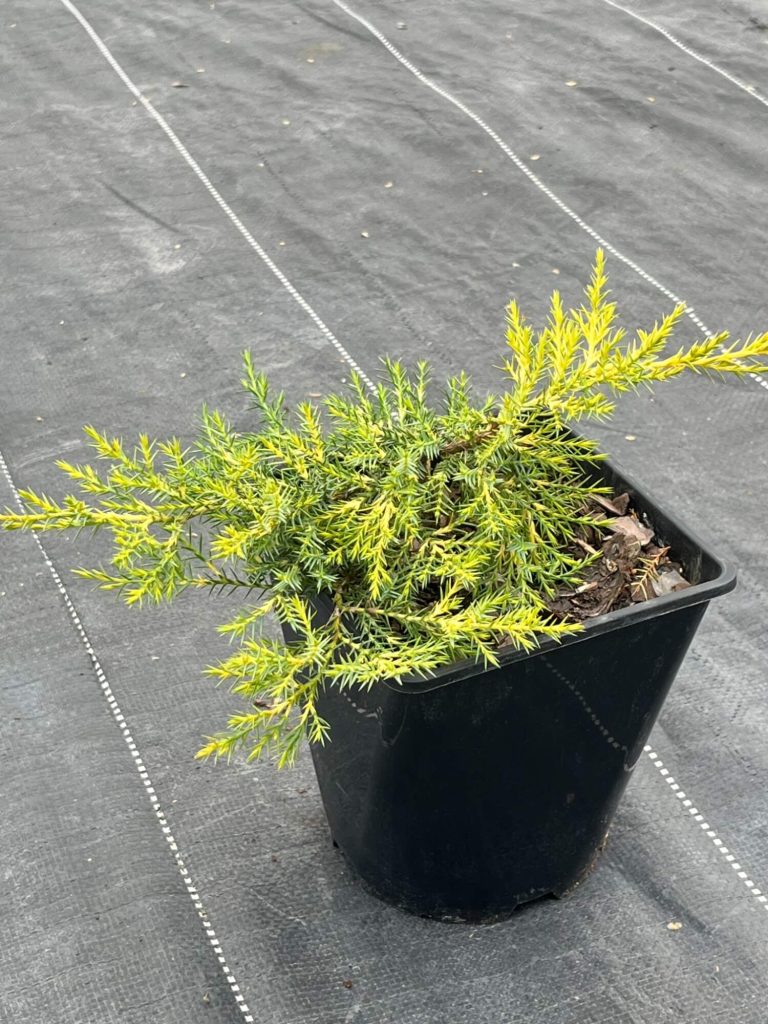 Можжевельник китайский 'Куривао Голд' – Juniperus chinensis 'Kuriwao Gold'