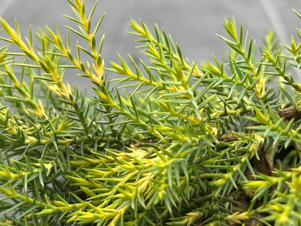 Можжевельник китайский 'Куривао Голд' – Juniperus chinensis 'Kuriwao Gold'
