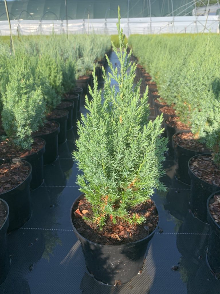 Можжевельник китайский 'Стрикта' – Juniperus chinensis 'Stricta'