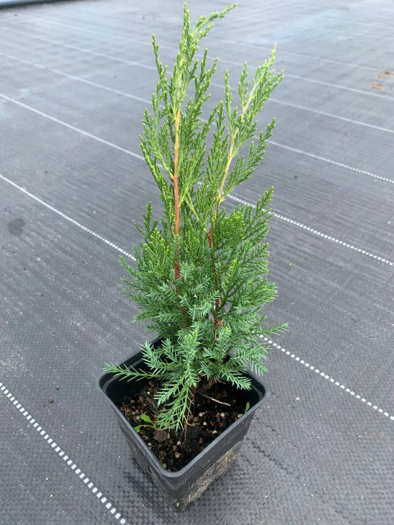Можжевельник 'Минт Джулеп' - Juniperus 'Mint Julep'