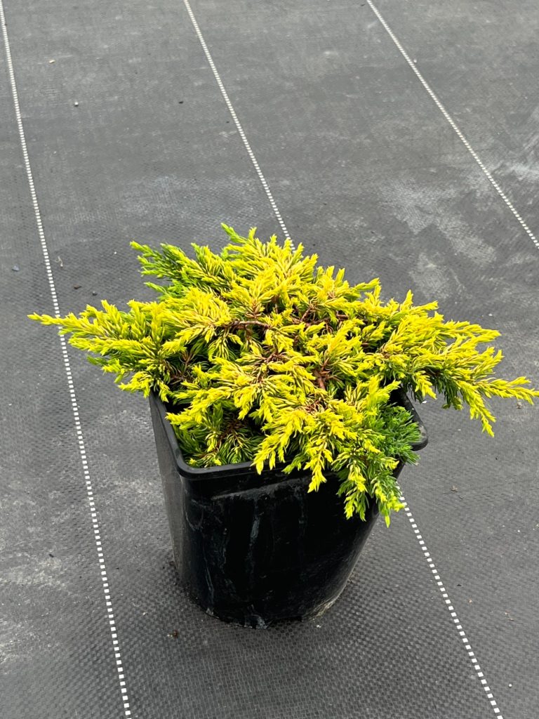 Можжевельник обыкновенный 'Гольдшатц' – Juniperus communis 'Goldschatz'
