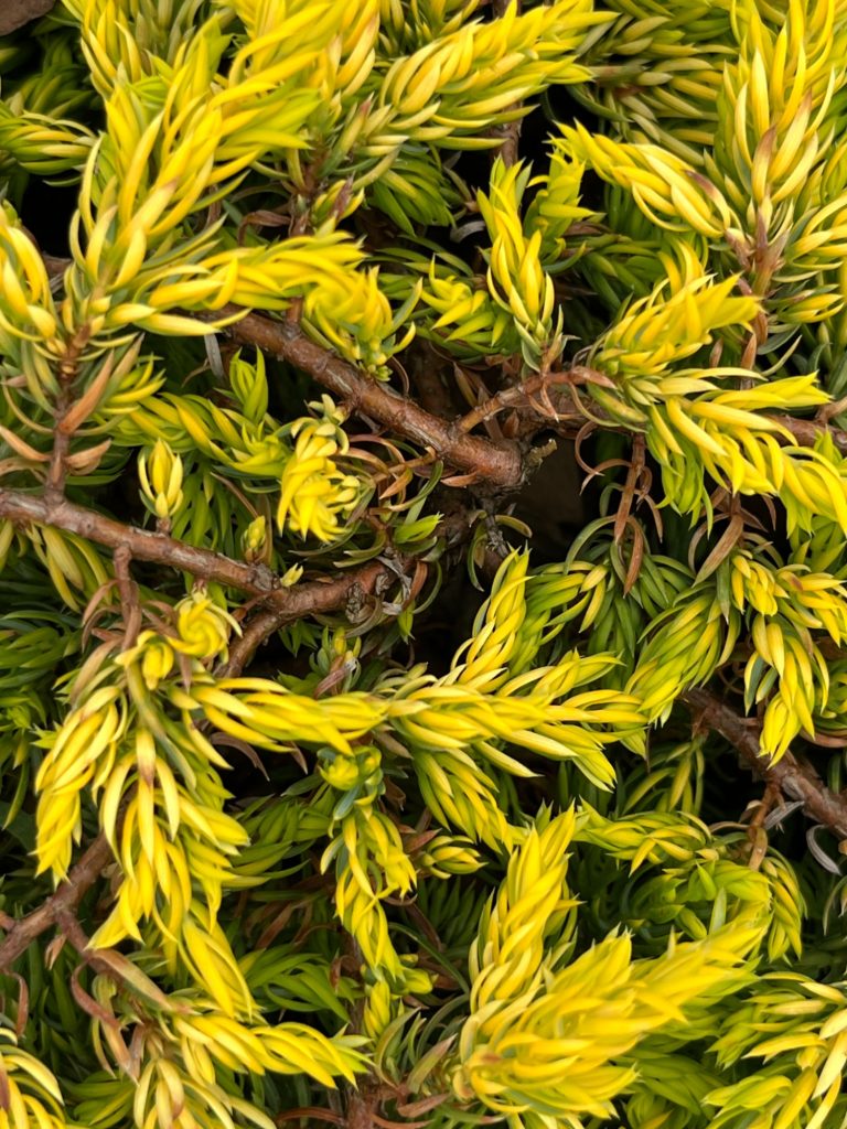 Можжевельник обыкновенный 'Гольдшатц' – Juniperus communis 'Goldschatz'