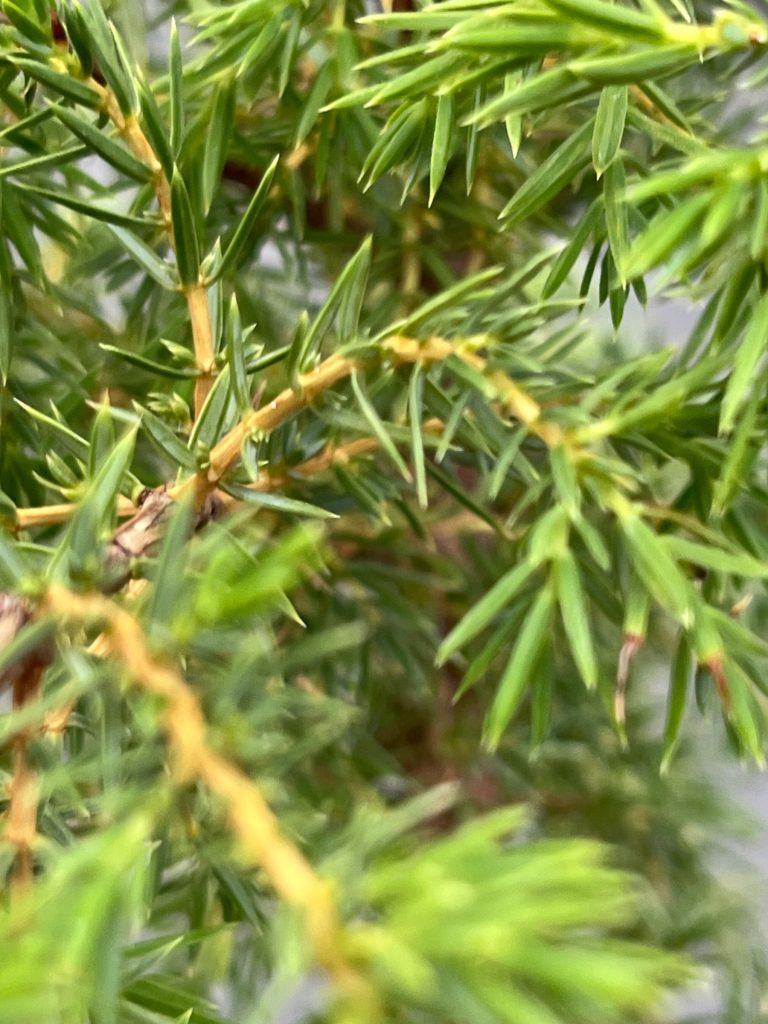 Можжевельник обыкновенный 'Хиберника' – Juniperus communis 'Hibernika'