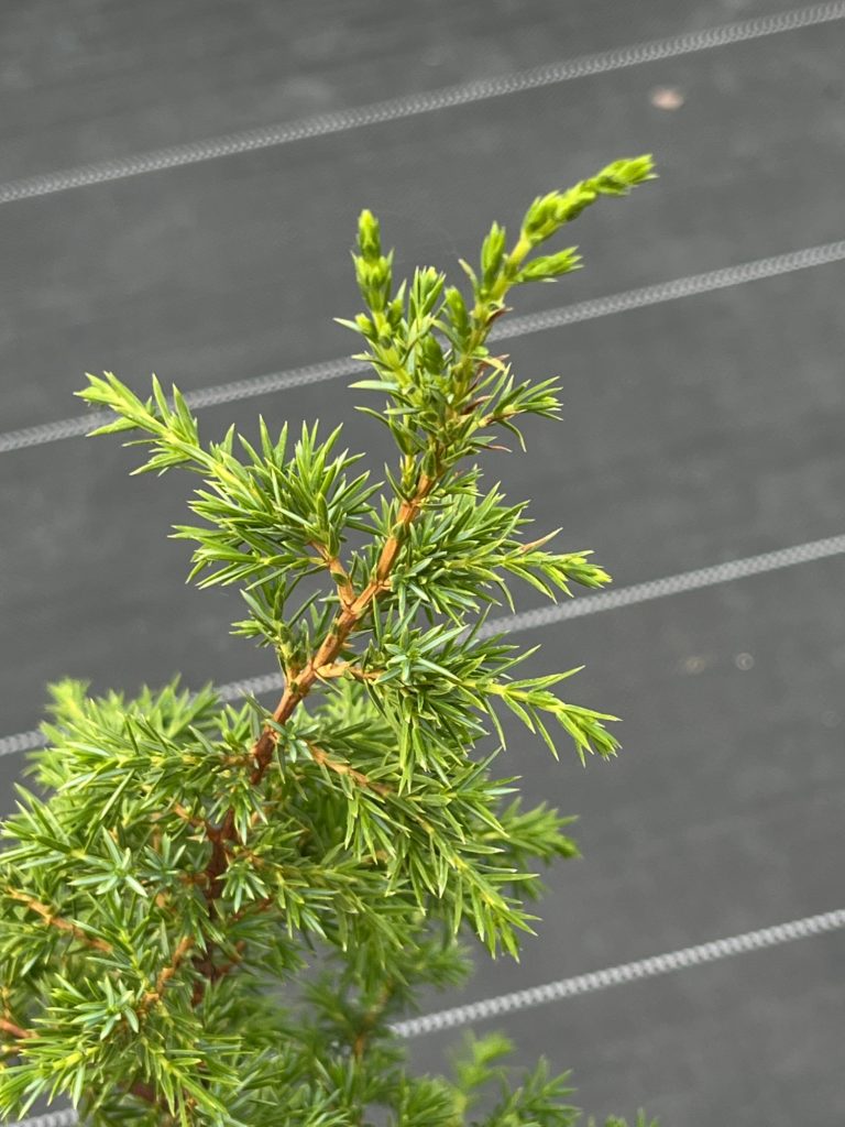 Можжевельник обыкновенный 'Хиберника' – Juniperus communis 'Hibernika'
