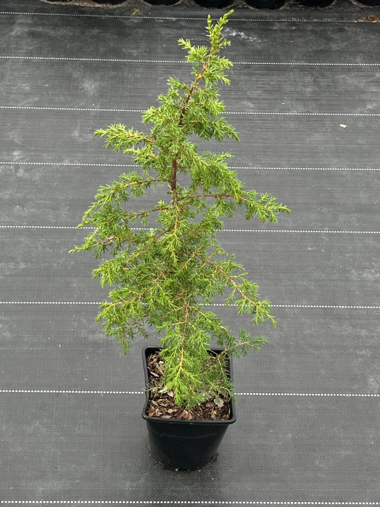 Можжевельник обыкновенный 'Хиберника' – Juniperus communis 'Hibernika'