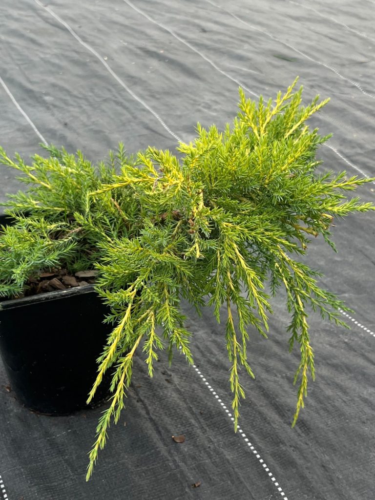 Можжевельник Пфитцера 'Ауреа' – Juniperus pfitzeriana 'Aurea'