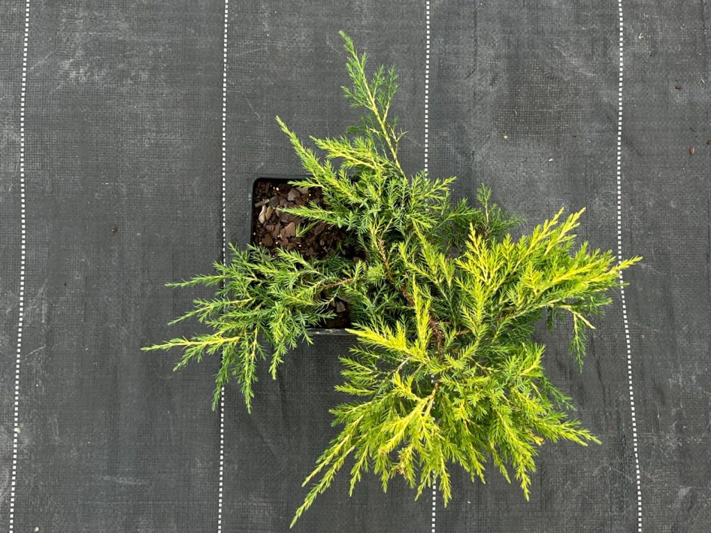 Можжевельник Пфитцера 'Ауреа' – Juniperus pfitzeriana 'Aurea'