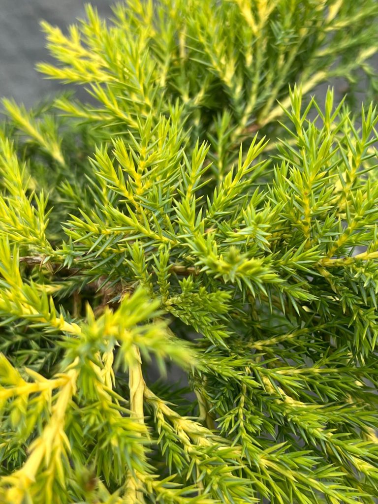 Можжевельник Пфитцера 'Ауреа' – Juniperus pfitzeriana 'Aurea'