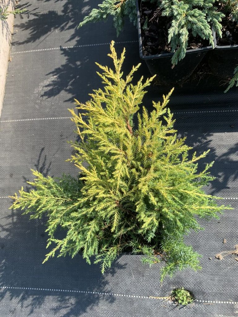 Можжевельник Пфитцера 'Голд Киссен' – Juniperus pfitzeriana 'Gold Kissen'