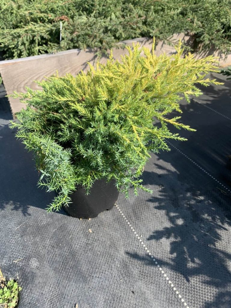 Можжевельник Пфитцера 'Голд Киссен' – Juniperus pfitzeriana 'Gold Kissen'