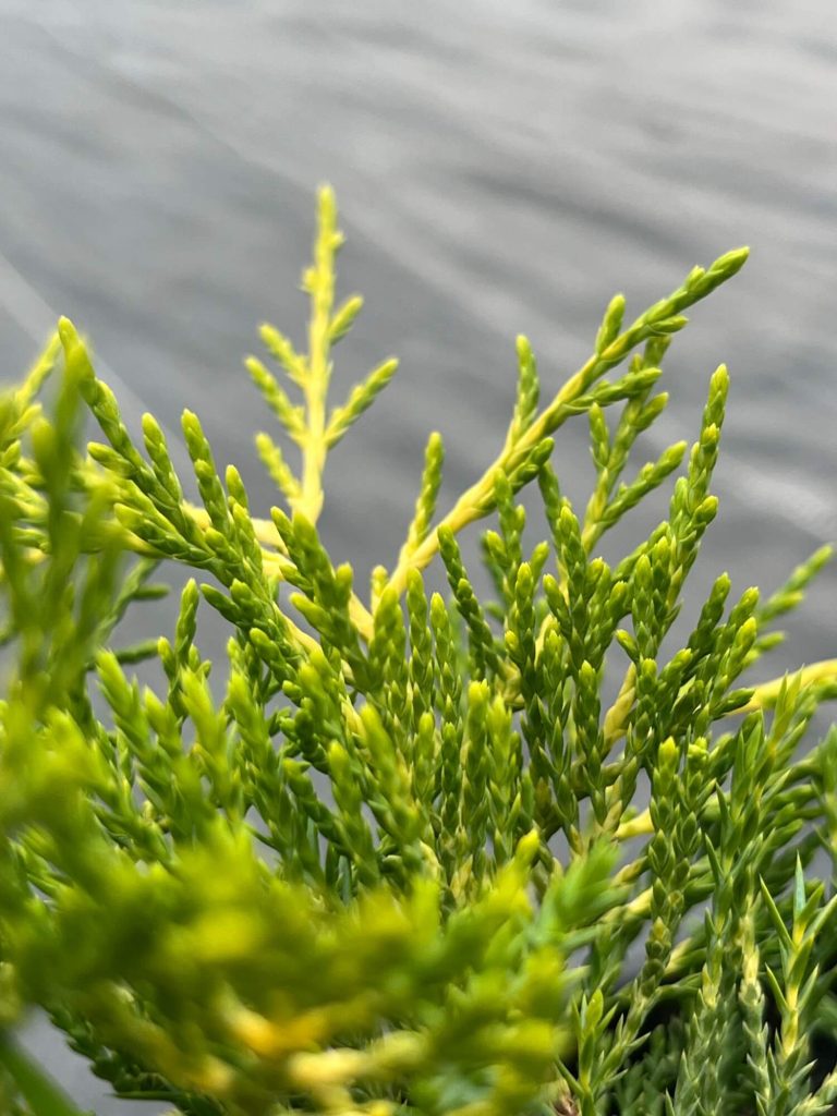 Можжевельник Пфитцера 'Голд Кост' – Juniperus pfitzeriana 'Gold Coast'