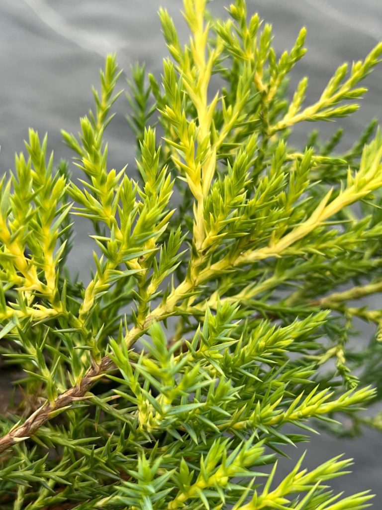 Можжевельник Пфитцера 'Голд Кост' – Juniperus pfitzeriana 'Gold Coast'