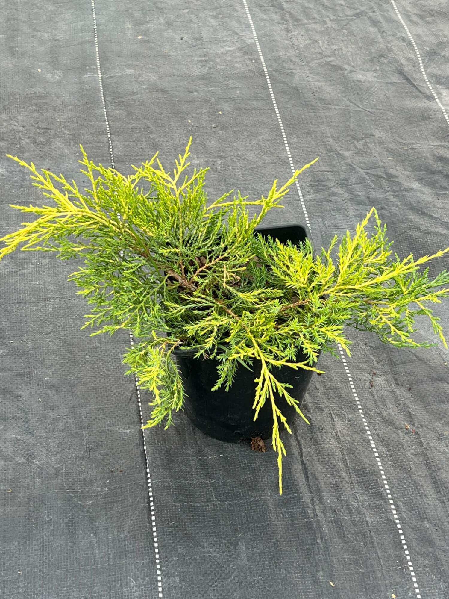 Можжевельник Пфитцера 'Голд Кост' – Juniperus pfitzeriana 'Gold Coast'