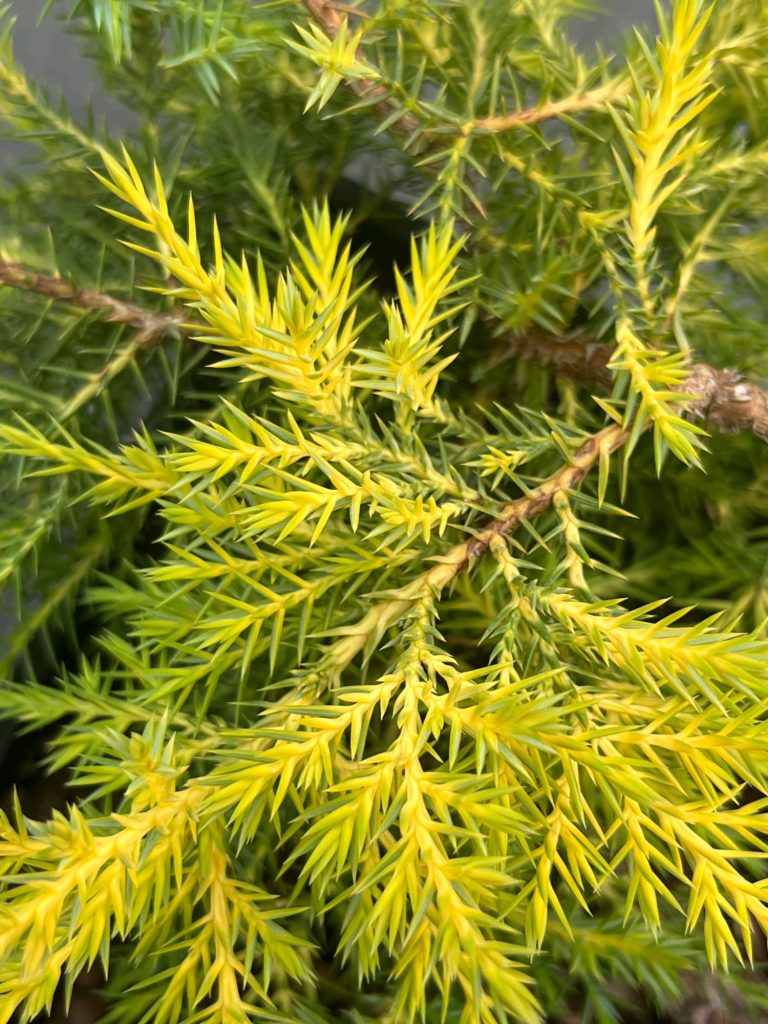 Можжевельник Пфитцера 'Голд Стар' – Juniperus pfitzeriana 'Gold Star'
