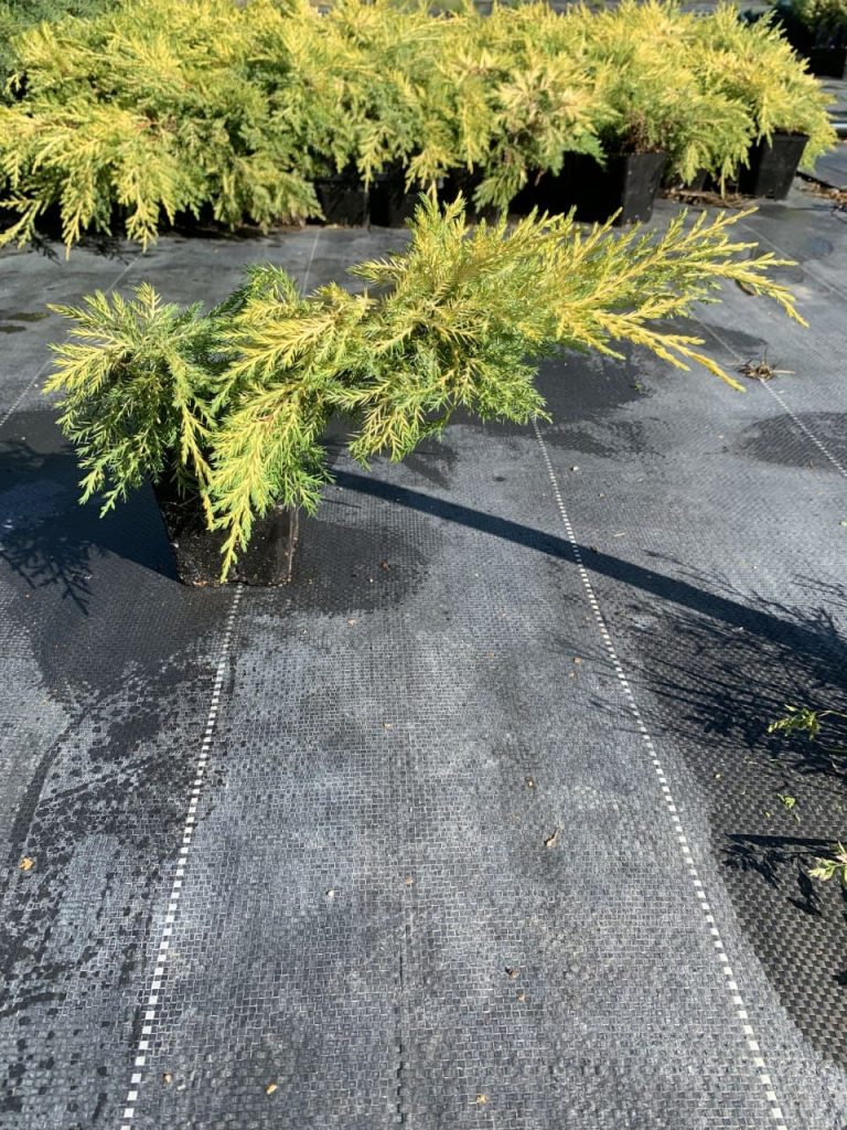 Можжевельник Пфитцера 'Кинг оф Спринг' – Juniperus pfitzeriana 'King of Spring'