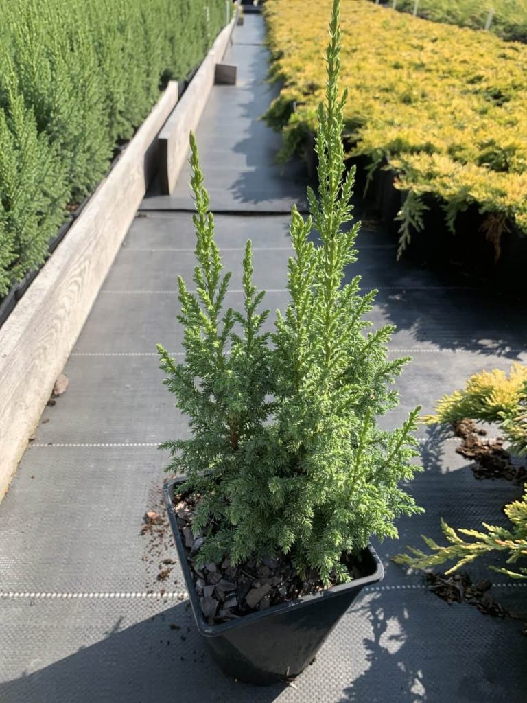 Можжевельник Пфитцера 'Лодери' – Juniperus pfitzeriana 'Loderii'