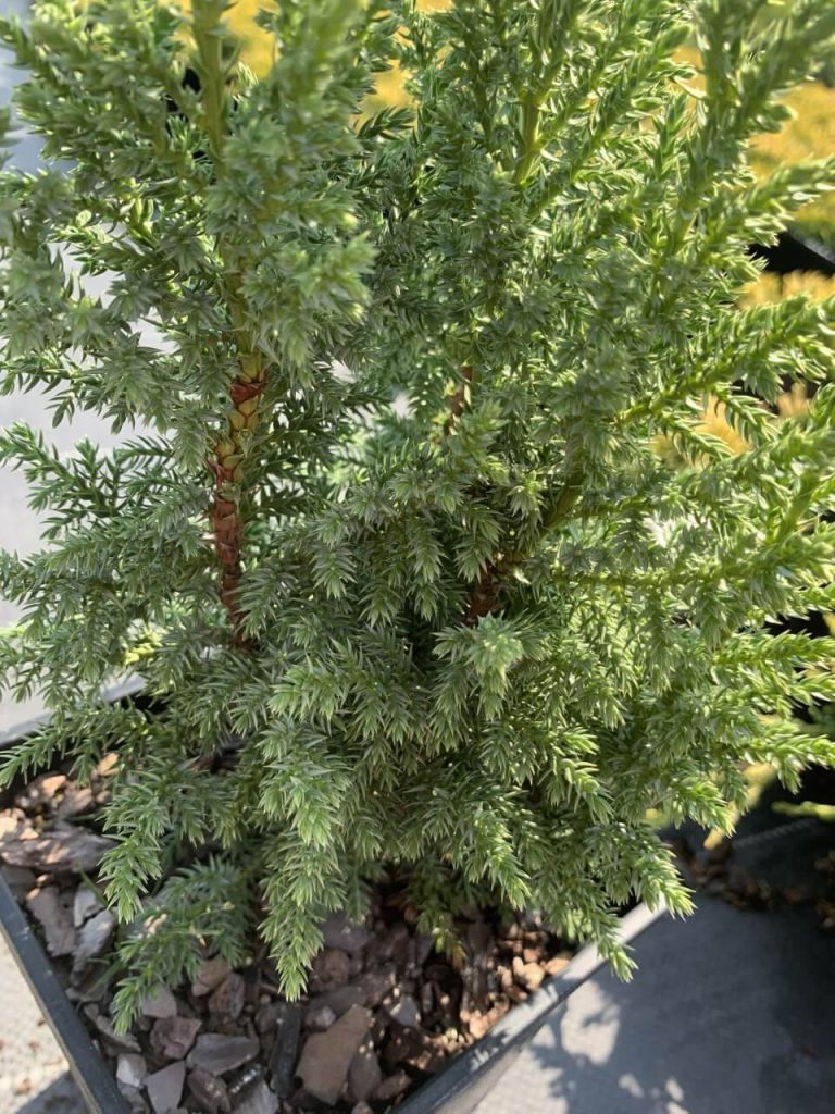 Можжевельник Пфитцера 'Лодери' – Juniperus pfitzeriana 'Loderii'