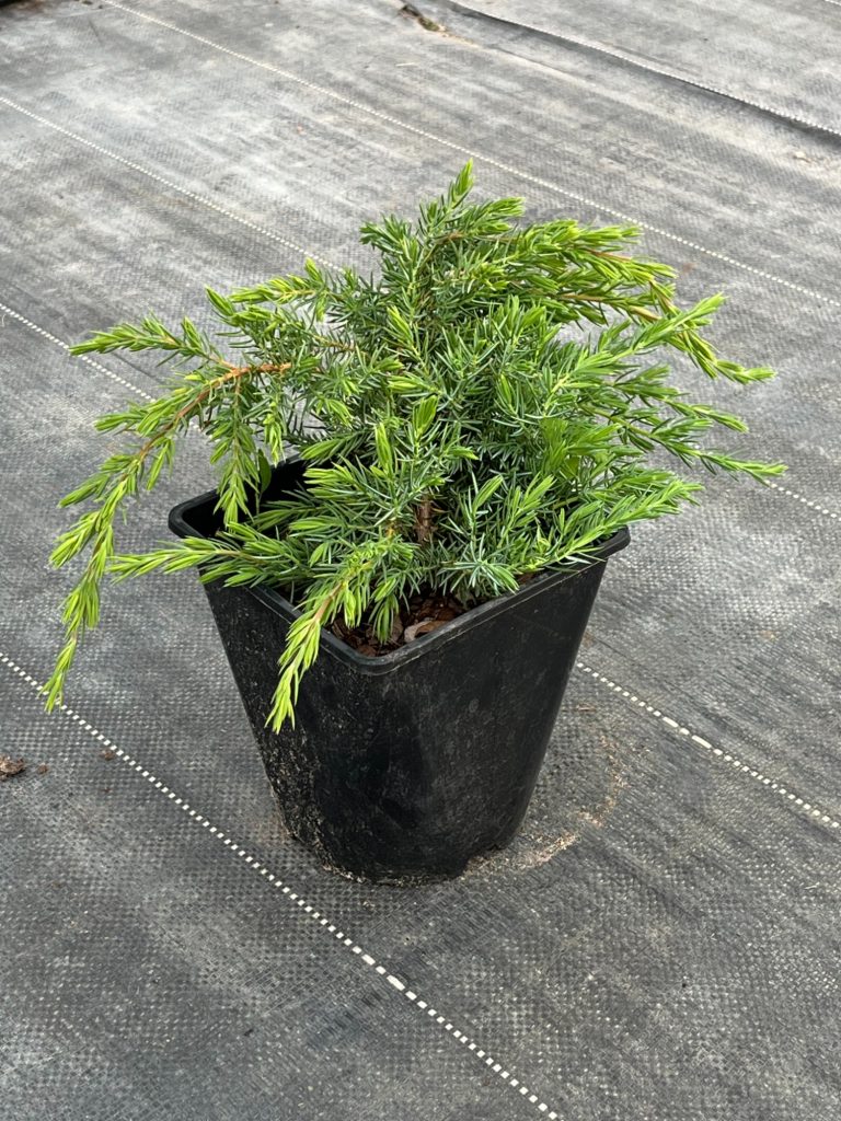 Можжевельник прибрежный 'Шлагер' – Juniperus conferta 'Schlager'