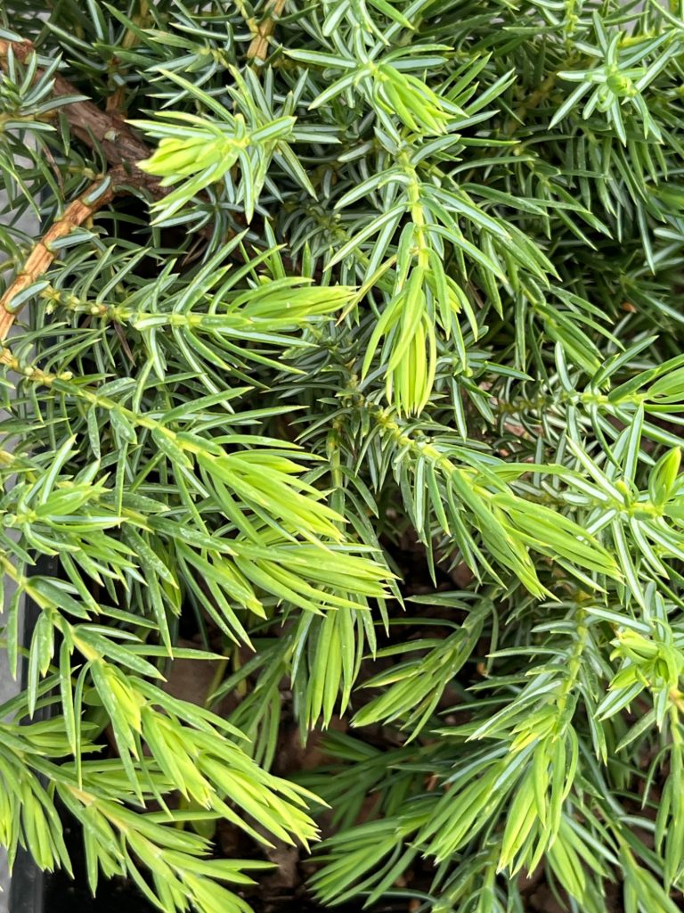 Можжевельник прибрежный 'Шлагер' – Juniperus conferta 'Schlager'
