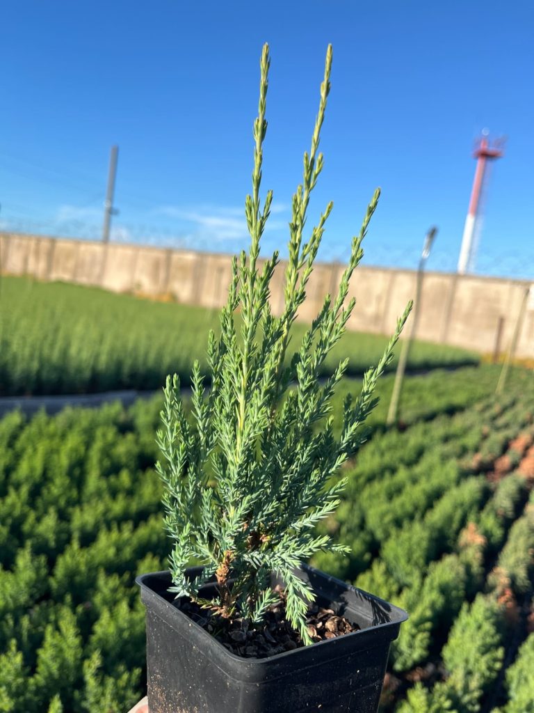 Juniperus scopulorum 'Blue Arrow' – Можжевельник скальный 'Блю Эрроу'