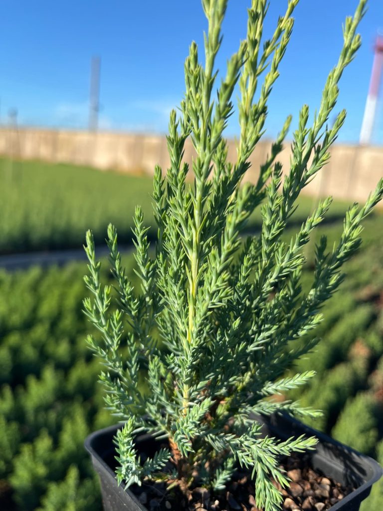 Juniperus scopulorum 'Blue Arrow' – Можжевельник скальный 'Блю Эрроу'