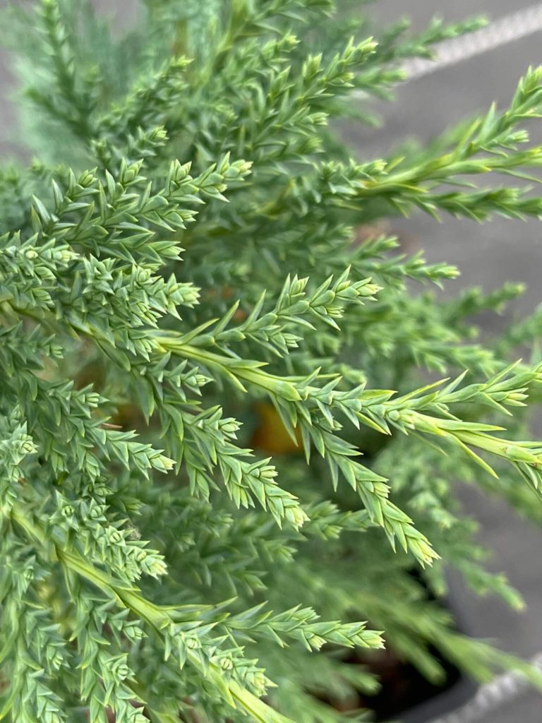 Можжевельник скальный 'Мунглоу' – Juniperus scopulorum 'Moonglow'