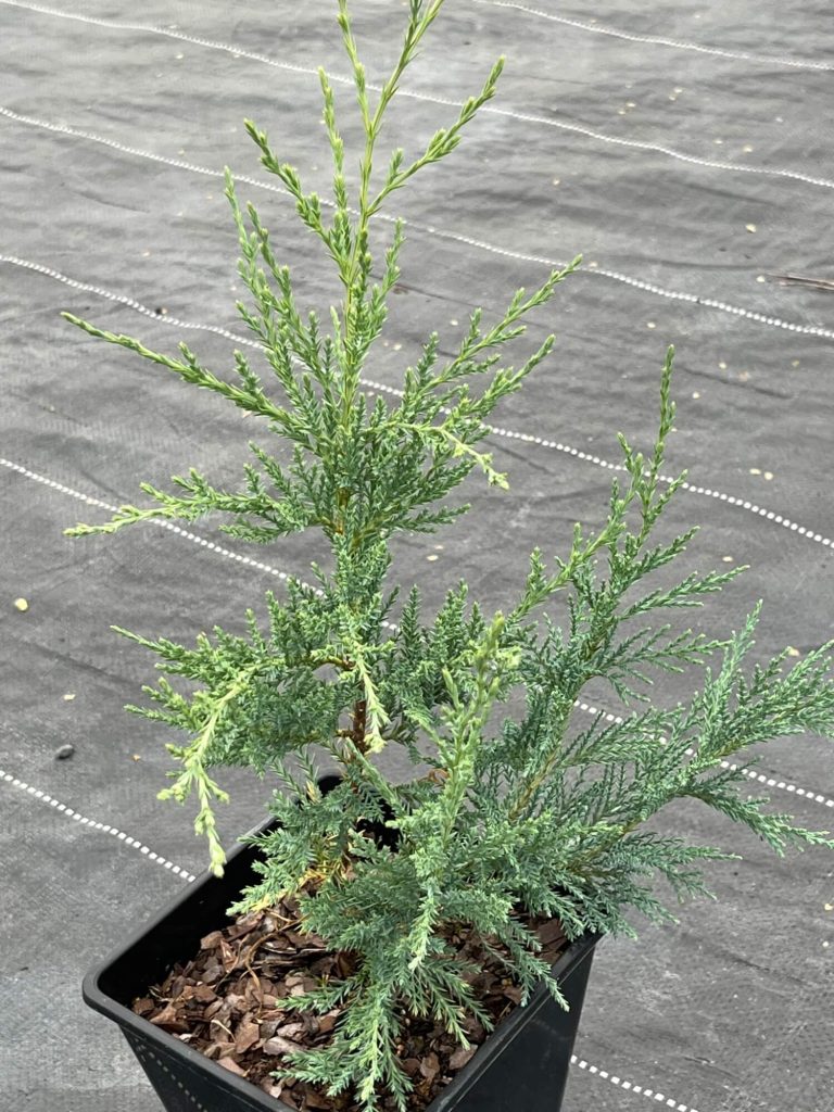 Можжевельник скальный 'Мунглоу' – Juniperus scopulorum 'Moonglow'