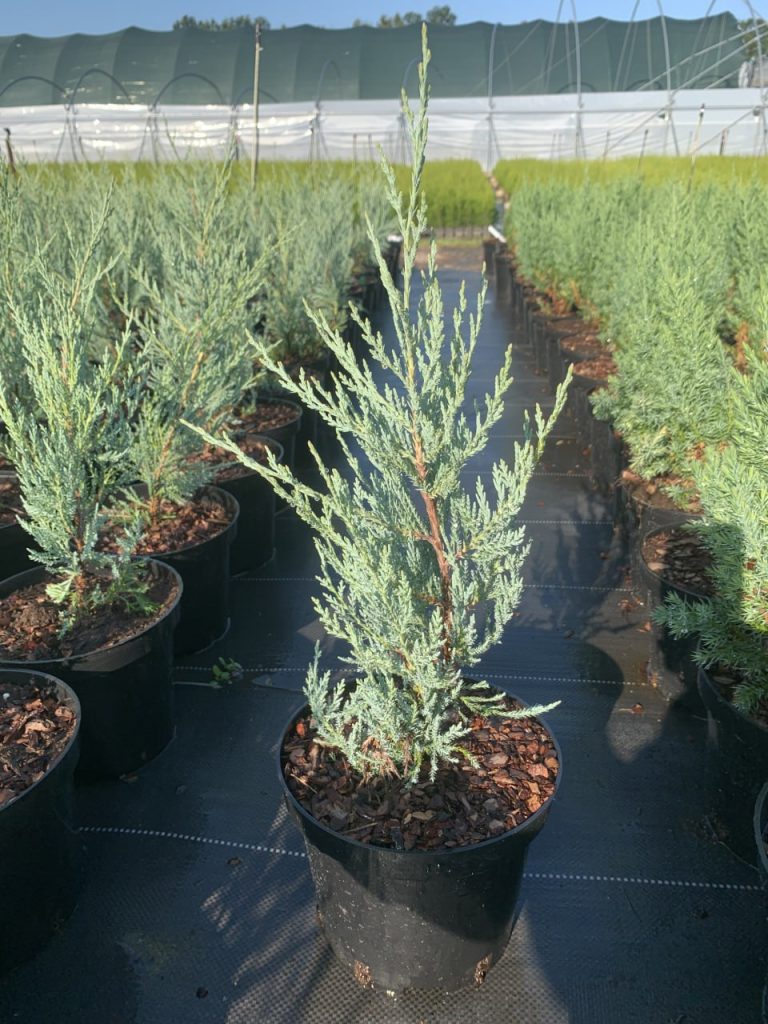 Можжевельник скальный 'Мунглоу' – Juniperus scopulorum 'Moonglow'