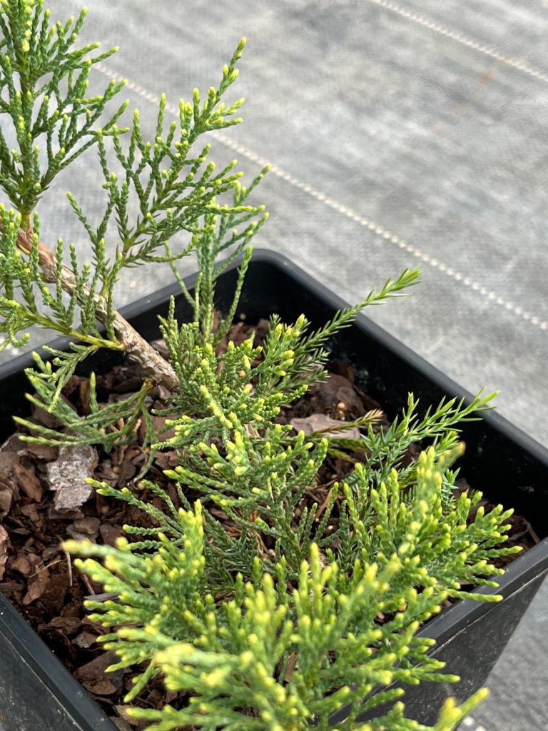Можжевельник виргинский 'Грей Оул' – Juniperus virginiana 'Grey Owl'